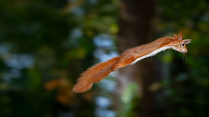 Settling into IFRS 17 - an in depth non-life insurance analysis