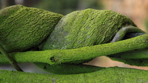 a moss-covered tree