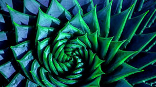 Spiral aloe vera with water drops, closeup