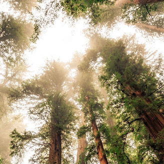 trees