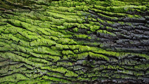 a moss-covered tree