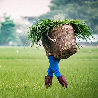 Woman carrying basket with palms