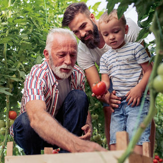 Three generations of men picking tomatoes