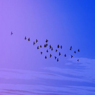 vogels aan het vliegen in de lucht