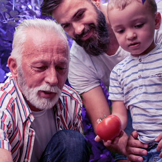 Three generations of men picking tomatoes