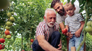 Three generations of men picking tomatoes