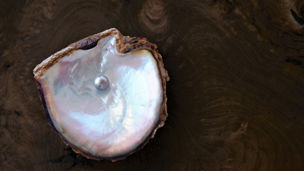 Pearl in an opened shell