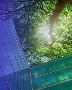 Baumkronen von unten, mit durchscheinender Sonne neben einem Glashaus