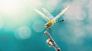 Dragonfly on wooden stem