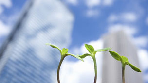 Bud of sunflower and high-rise buildings