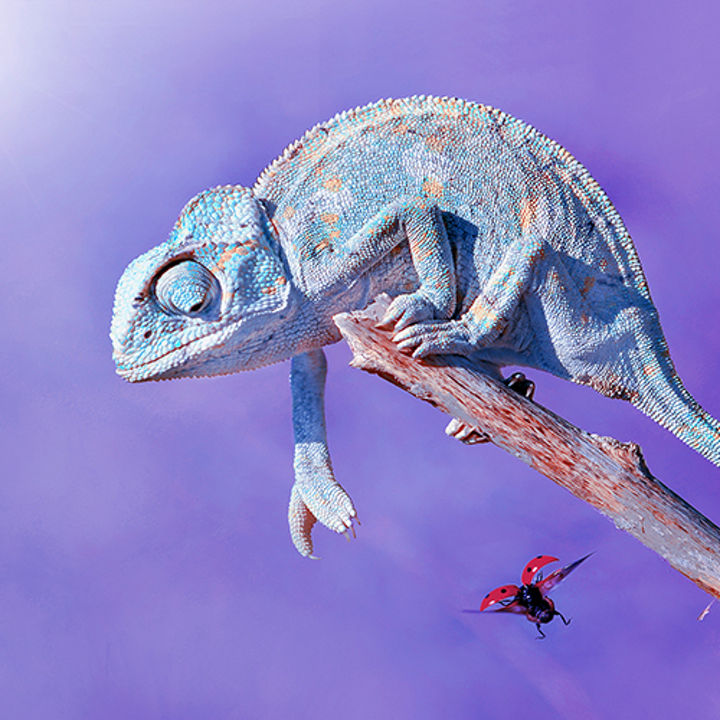 Chameleon adapting to his environment