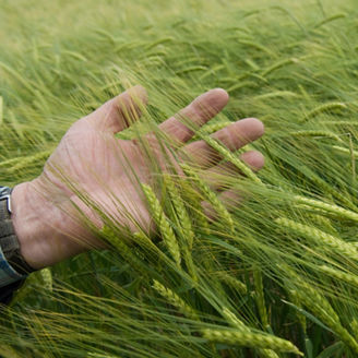 Man feeling wheat stalks