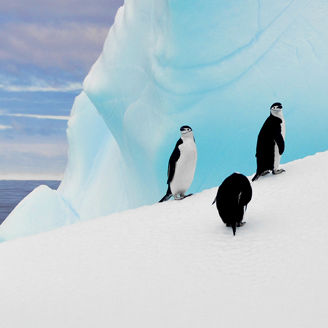 penguins