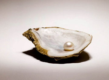 Pearl oyster