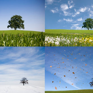 oak tree on hill in four seasons