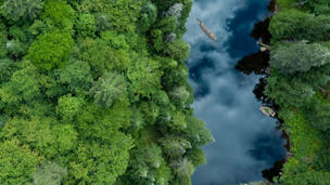 top view forest and river