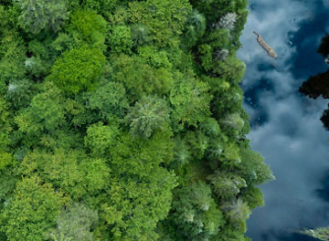 top view forest and river
