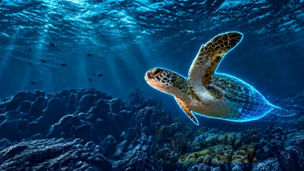 Turtle mascot of the Cyber Study
