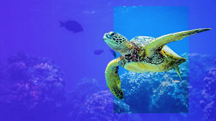 Turtle mascot of the Cyber Study