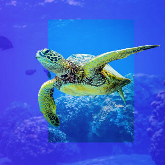 Turtle mascot of the Cyber Study