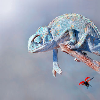 Cameleon