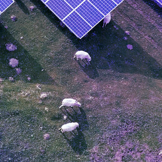 Aerial view of a solar farm with grazing sheep, showcasing sustainable land use and self-generated renewable energy.