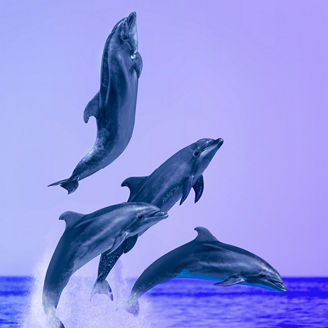 Group of jumping dolphins