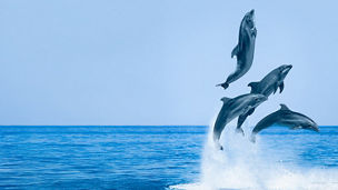 Group of jumping dolphins