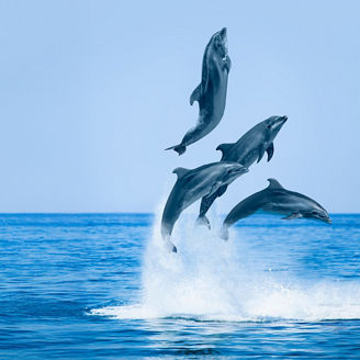 Group of jumping dolphins