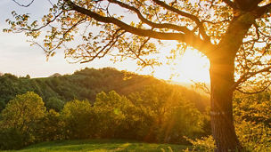 Sun setting behind hills highlighting tree