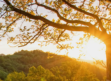 Sun setting behind hills highlighting tree