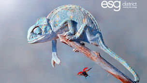 Chameleon adapting to his environment