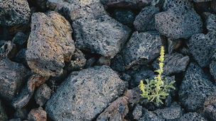 a close up of a small green shoot