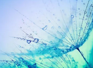 Wassertropfen auf Pflanze