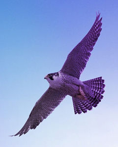 Adler