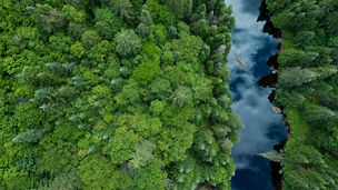 Aerial view of Boreal nature forest and river