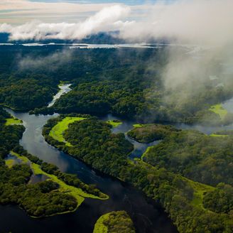 Vista aérea de uma floresta