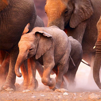 Baby elephant running