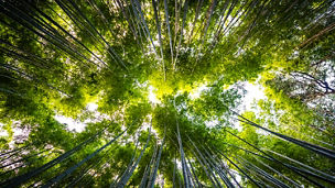 Beautiful landscape of bamboo grove in the forest at Arashiyama Kyoto Japan