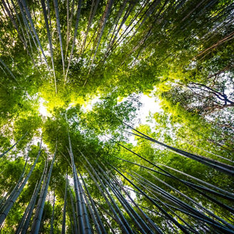 Beautiful landscape of bamboo grove in the forest at Arashiyama Kyoto Japan
