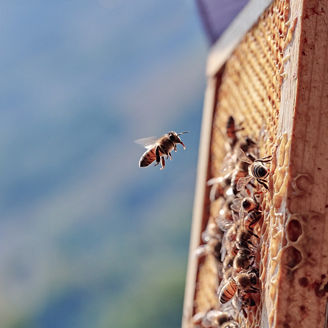 Bees flying on honeycomb