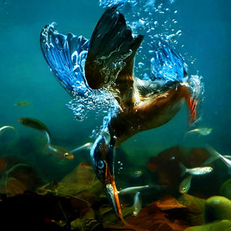 Bird diving underwater among fish
