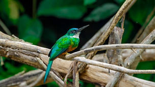 bird on a branch