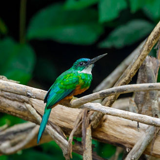 bird on a branch