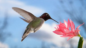 Bird on pink flower