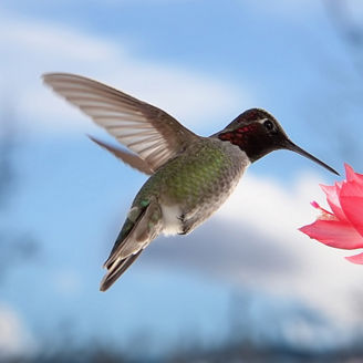 Bird on pink flower