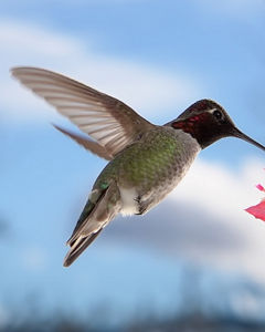 Bird on pink flower