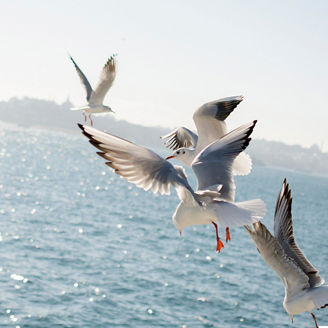 Birds flying above ocean