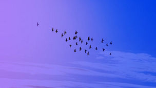 vogels