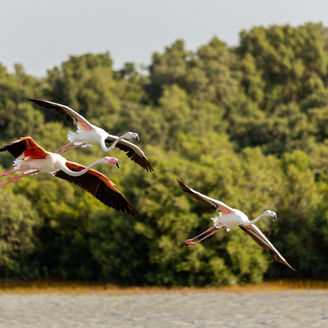 Birds